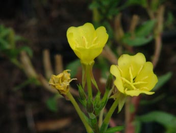 Oenothera glaziovianaGrote teunisbloem ** bestellen